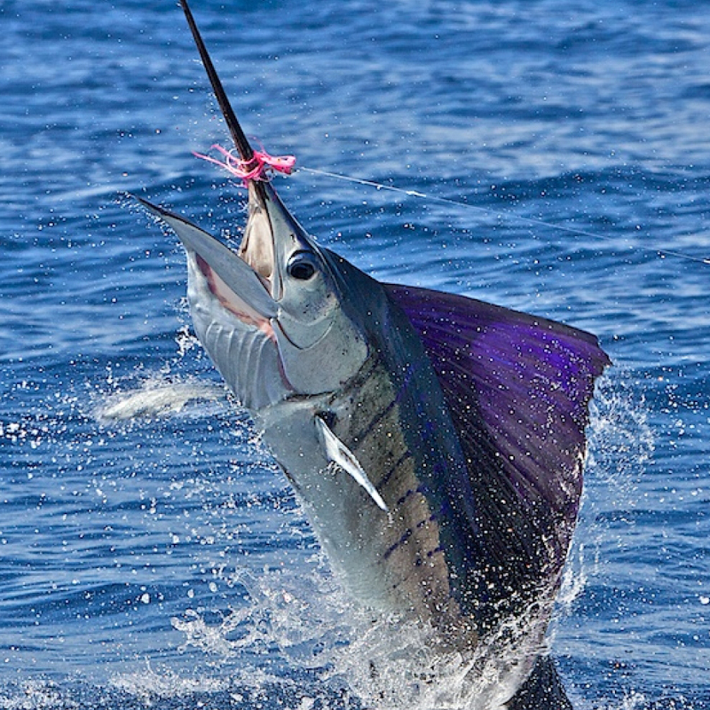 pesca deportiva 6