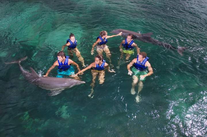 nado con delfines 9