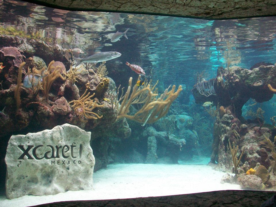 xcaret basico 6