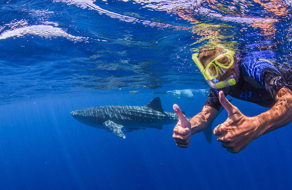 tiburon-ballena-8